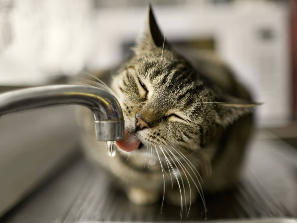 گربه خاکستری در حال نوشیدن اب