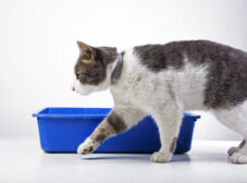 بیماری عفونت ادراری گربه (UTI) و نحوه پیشگیری و درمانش!