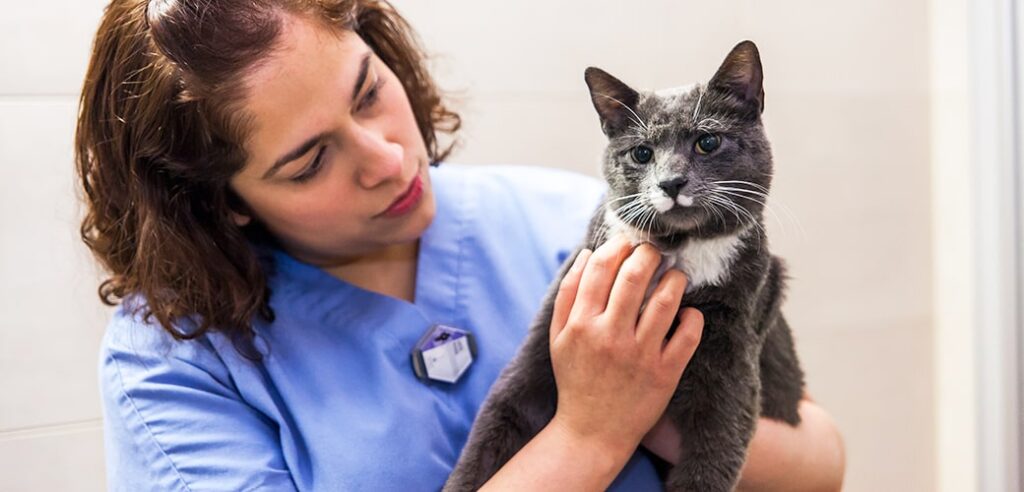 با مشاهده نشانه بیماری دیابت گربه به دامپزشک مراجعه کنید 