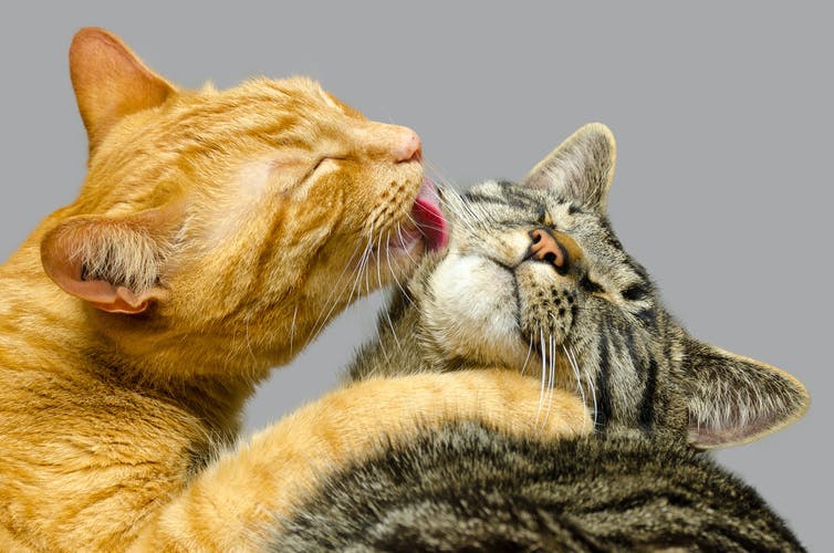 گربه حنائی در حال لیس زدن گربه تبی