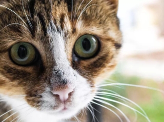 راهکار نجات گربه از بیماری پریتونیت عفونی گربه سانان (FIP)