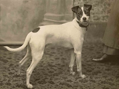 تصویری قدیمی از Jack Russell Terrier