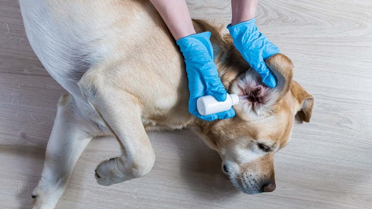 درمان عفونت گوش سگ