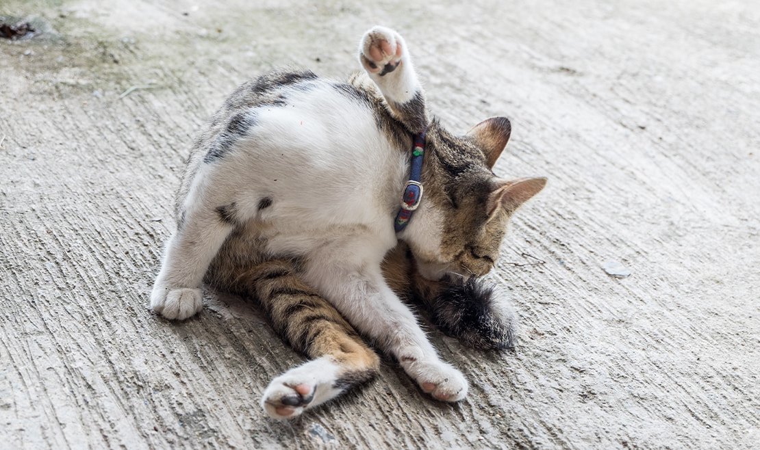 گربه در حال لیس زدن یکی از علائم UTI در گربه ها