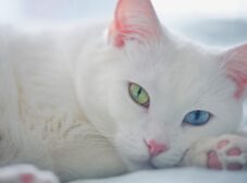 نژاد گربه آنگورا؛ گربه‌ی سفید مشهور با چشمانی تابه‌تا