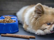 علت غذا نخوردن و بی اشتهایی سگ؛ چرا سگم غذا نمی‌خوره؟