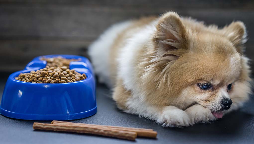 علت غذا نخوردن سگ پامرانین
