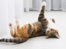 فحل شدن گربه ها؛ علائم و راه‌های پیشگیری از فحل گربه