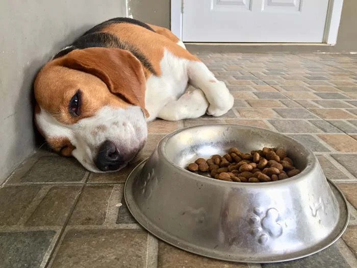 کم اشتهایی سگ برای غذای خشک
