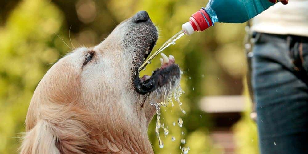 آب خوردن سگ