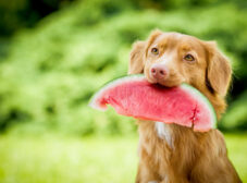 هندوانه برای سگ؛ سگ‌ها می‌تونن هندوانه بخورند؟
