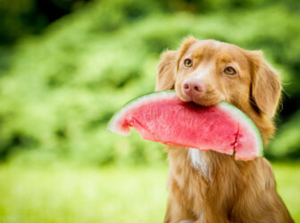 هندوانه برای سگ؛ سگ‌ها می‌تونن هندوانه بخورند؟