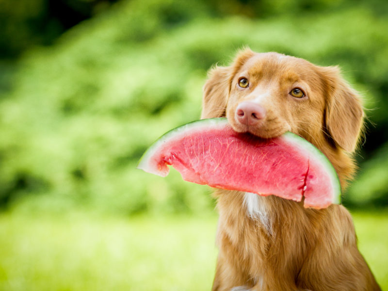 هندوانه برای سگ