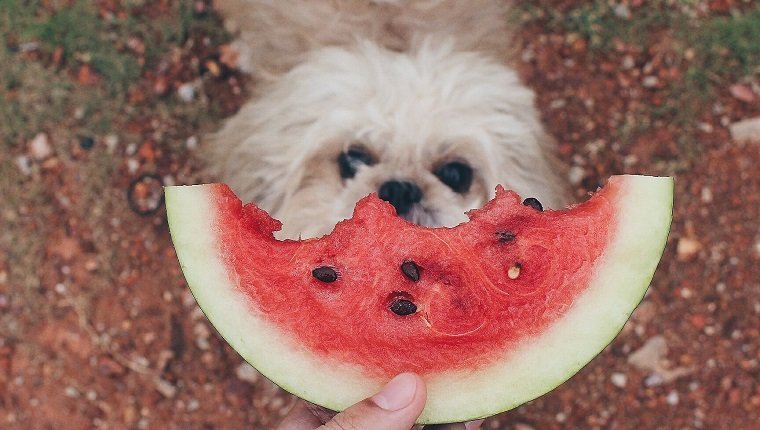 خوردن دانه های هندوانه میتونه برای سگ مضر باشه