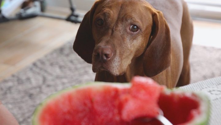 هندوانه برای سگ خوبه