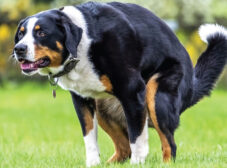 یبوست سگ ؛ علائم، پیشگیری و روش‌های درمان