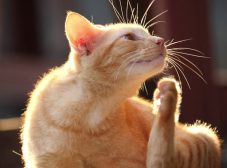 علائم کک و کنه در گربه و راه‌های درمان و پیشگیری از این انگل‌های خطرناک!