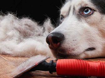 ریزش موی سگ؛ درمان، جلوگیری و شناخت علت های ریزش موی سگ