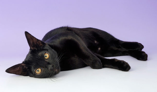 عکس گربه خاص و سیاه نژاد بمبئی