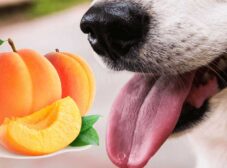 آیا زردآلو برای سگ‌ها سمی و خطرناکه؟ سگ‌ها می‌تونن زردآلو بخورن؟
