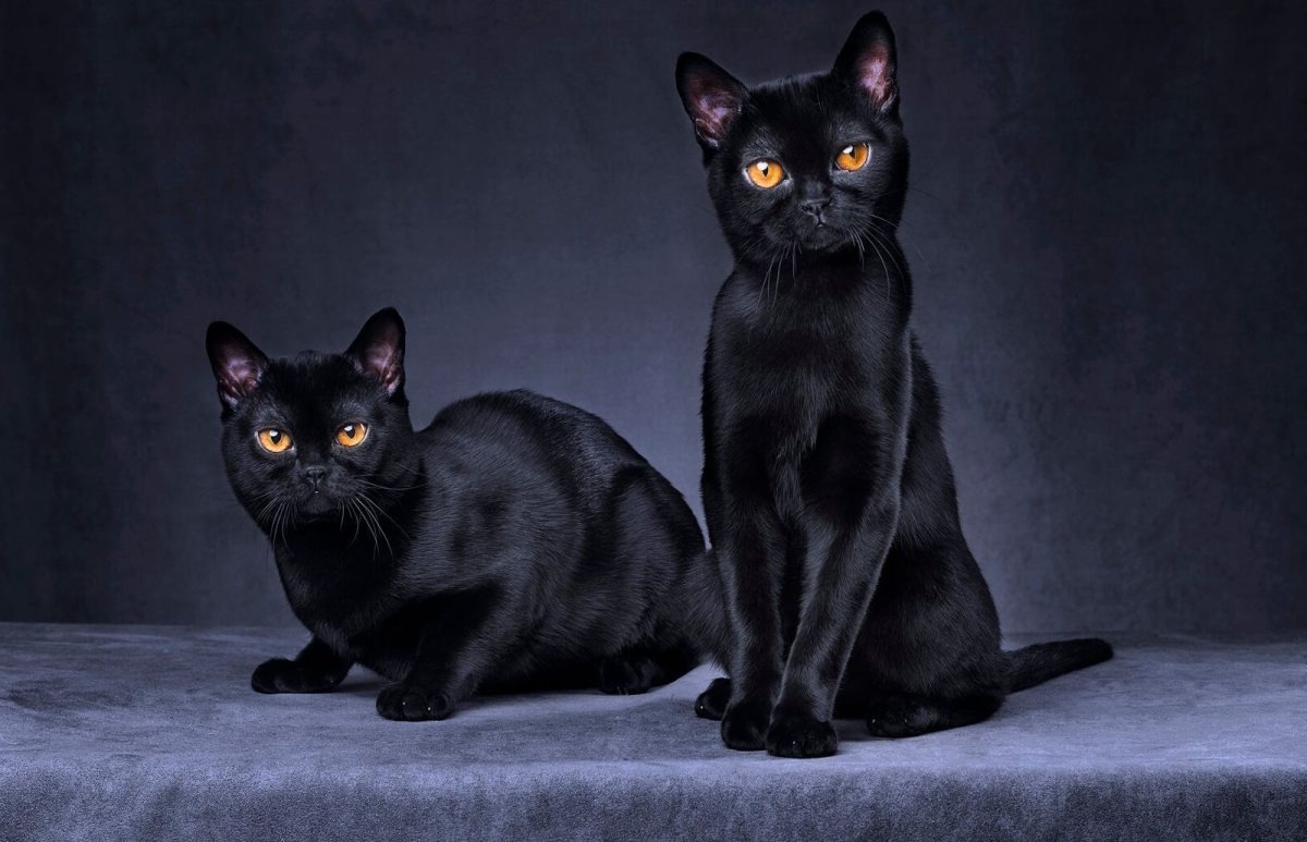 دو گربه بمبئی سیاه