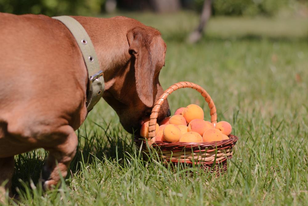 سگ در حال خوردن زردآلو