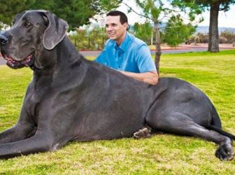 قدبلندترین، قوی‌ترین و بزرگ‌ترین سگ های جهان و ایران از کدوم نژادن؟