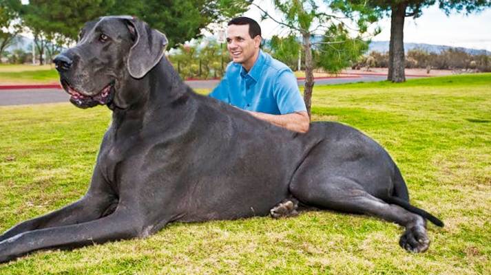 بزرگترین سگ دنیا