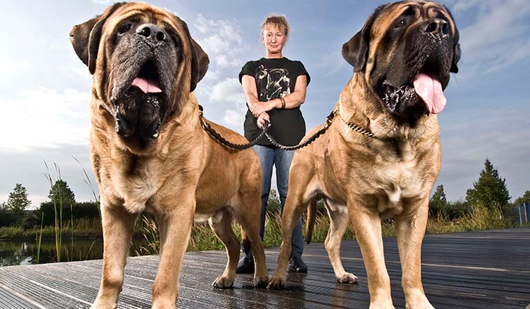بزرگترین نژادهای سگ در جهان