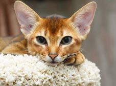 معرفی کامل گربه نژاد حبشی؛ معروف به دلقک گربه‌ها