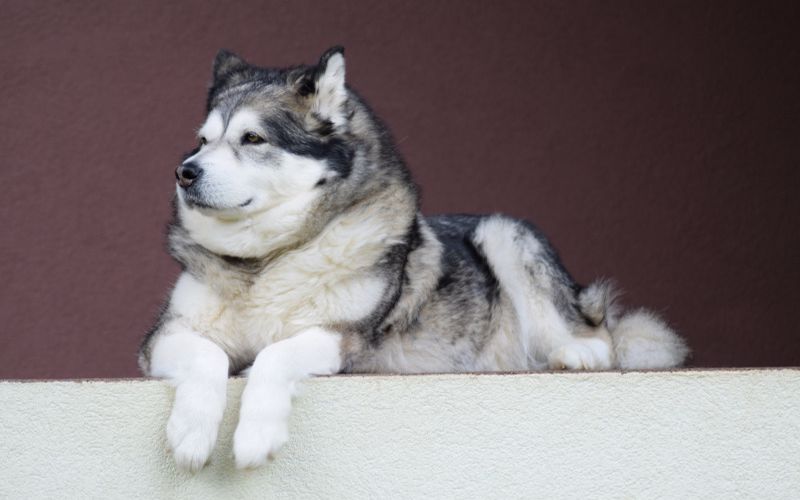 مالاموت آلاسکایی یکی از بزرگترین سگ های دنیا