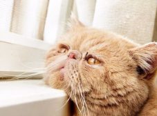 افسردگی گربه؛ واقعا گربه‌ها هم افسرده می‌شن؟ چرا؟ چیکار باید کرد؟