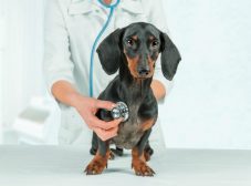 بیماری کرم قلب سگ (Dirofilariasis)؛ تشخیص، درمان، پیشگیری