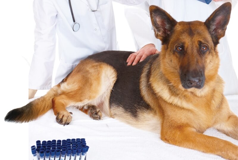 پیشگیری از کرم قلب در سگ ژرمن