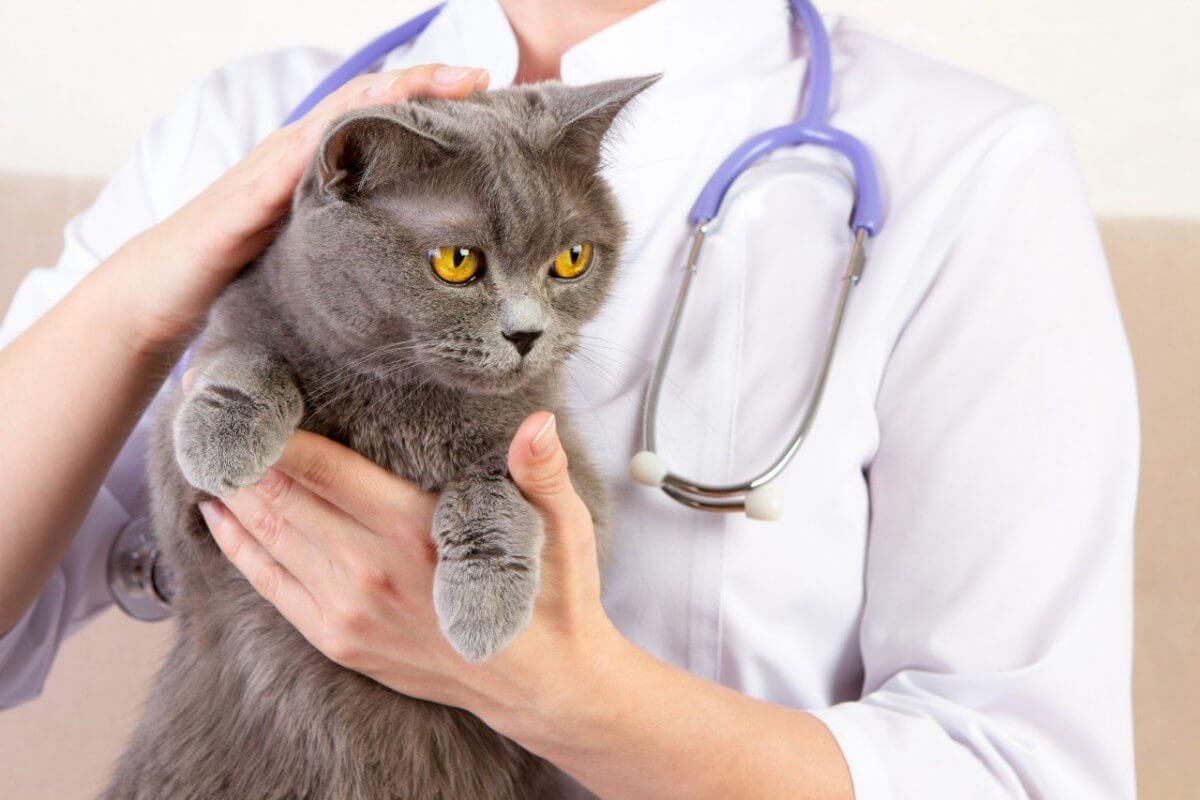 درمان بیماری هرپس گربه