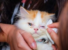 همه چیز در مورد بیماری هرپس گربه ها؛ علائم، درمان و روش‌های پیشگیری