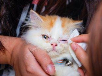 همه چیز در مورد بیماری هرپس گربه ها؛ علائم، درمان و روش‌های پیشگیری