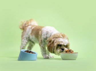 تغییر غذای سگ و توله سگ به چه صورت باید انجام بشه؟