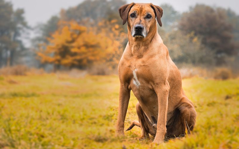 سگ ریج بک یکی از قویترین نژادهای سگ در دنیا