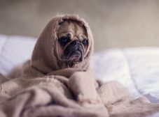 علائم و درمان افسردگی در سگ‌ها؛ سگ‌ها هم افسرده میشن؟