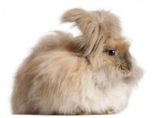 معرفی خرگوش آنقوره یا آنگورا و ویژگی‏‌های این نژاد جالب و دوست‌داشتنی
