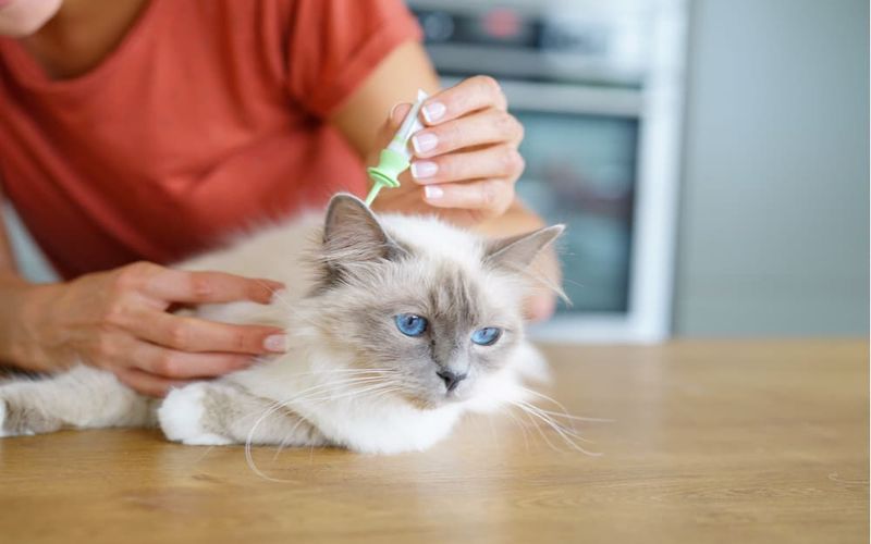 درمان کم خونی گربه توسط دامپزشک