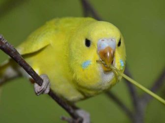 آموزش حرف زدن به مرغ عشق؛ چطور پرنده‌مون رو با خودمون هم‌زبون کنیم؟