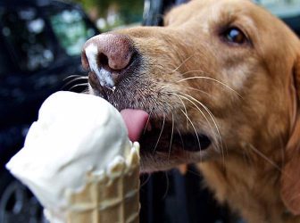 سگ‌ها می‌تونن بستنی بخورن؟ دستورالعمل درست کردن بستنی برای سگ