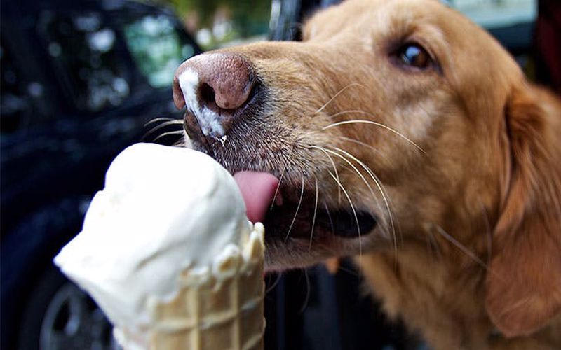 سگ‌ها می‌تونن بستنی بخورن؟ دستورالعمل درست کردن بستنی برای سگ