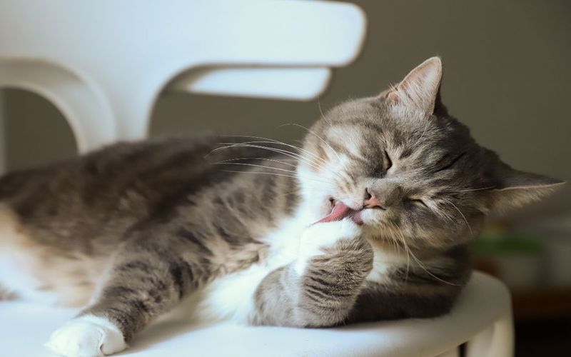 عوراض مصرف بیش از حد خمیر مالت گربه