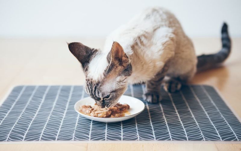 علت غذا نخوردن گربه