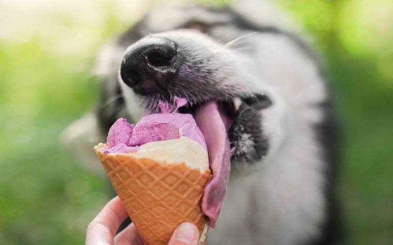 دادن بستنی به سگ