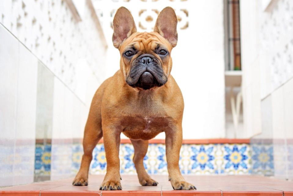 مشخصات سگ بولداگ فرانسوی