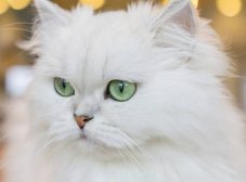 معرفی گربه نژاد چین چیلا، گربه زیبا و دوست‌داشتنی